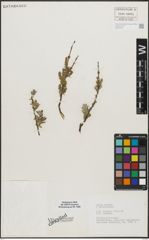 Foto von Salix repens L.